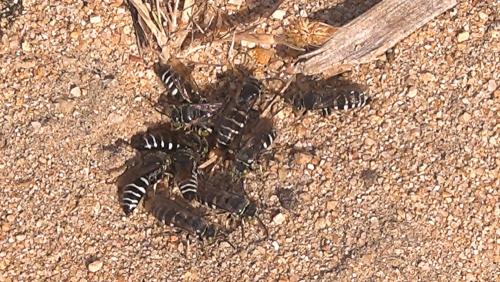 Bembecinus insulanus